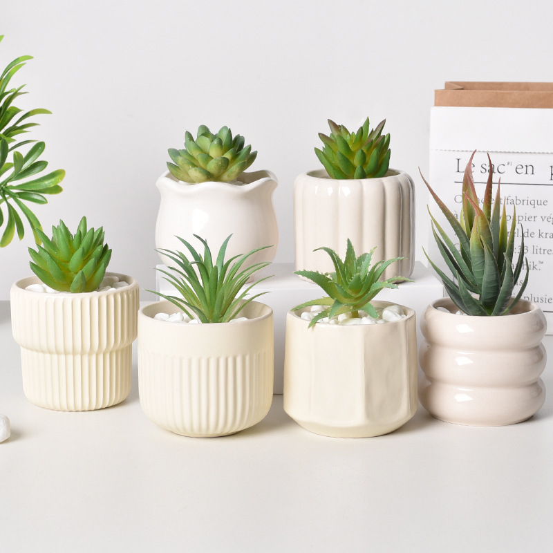 Pot Tanaman Sukulen Keramik Se - Echeveria Succulent ulasan dan harga